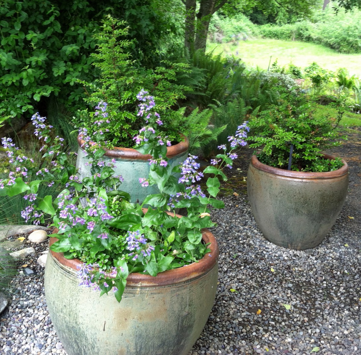 Large pots sitting on a gravel path with plants in summer bloom.
