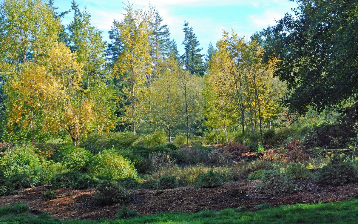 Fall color in the birch grove