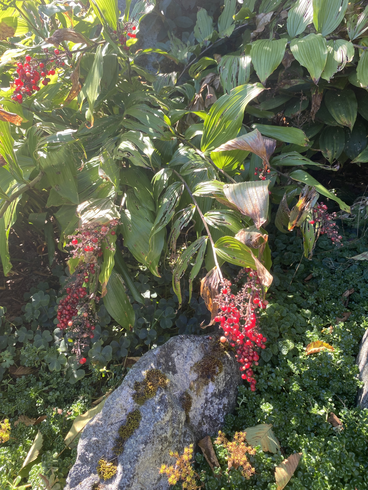 Plant with red berries.