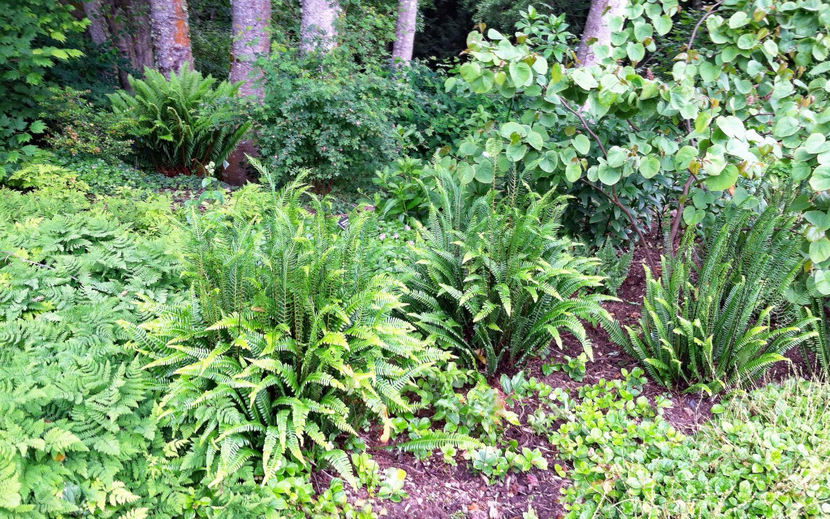 A variety of ferns are at home in the summer shade garden.