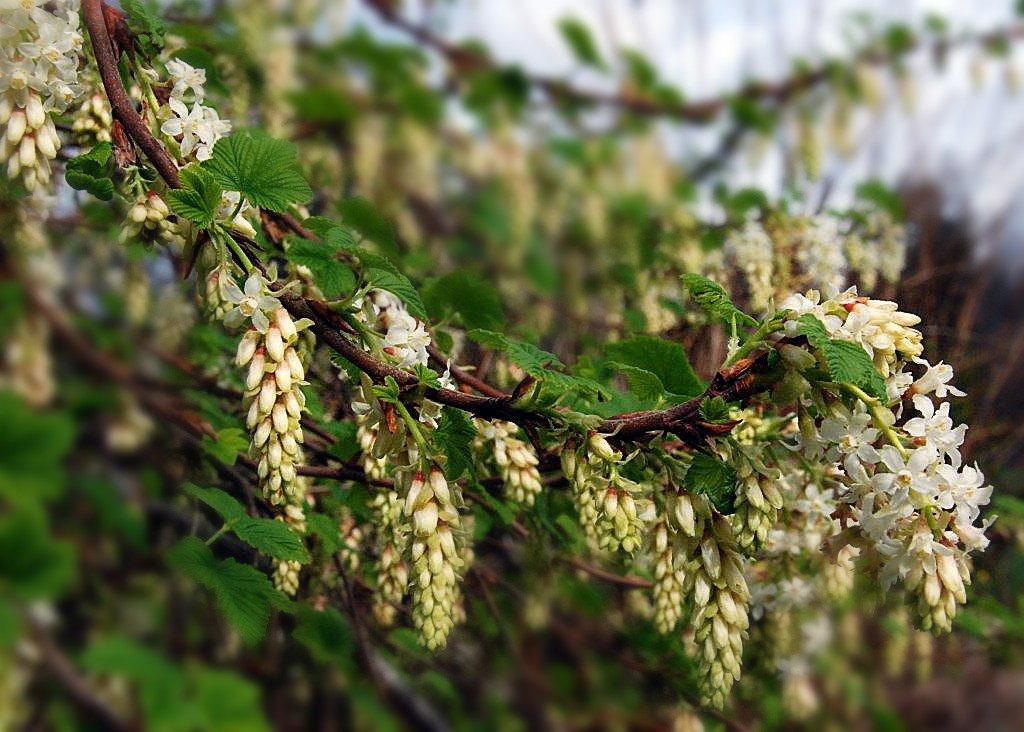 <em>Ribes sanguineum</em> 'White Icicle' (flowering currant)