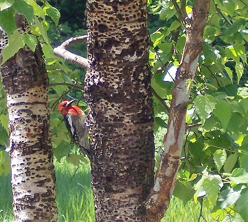 A Red-Breasted Sapsucker visits the birch grove