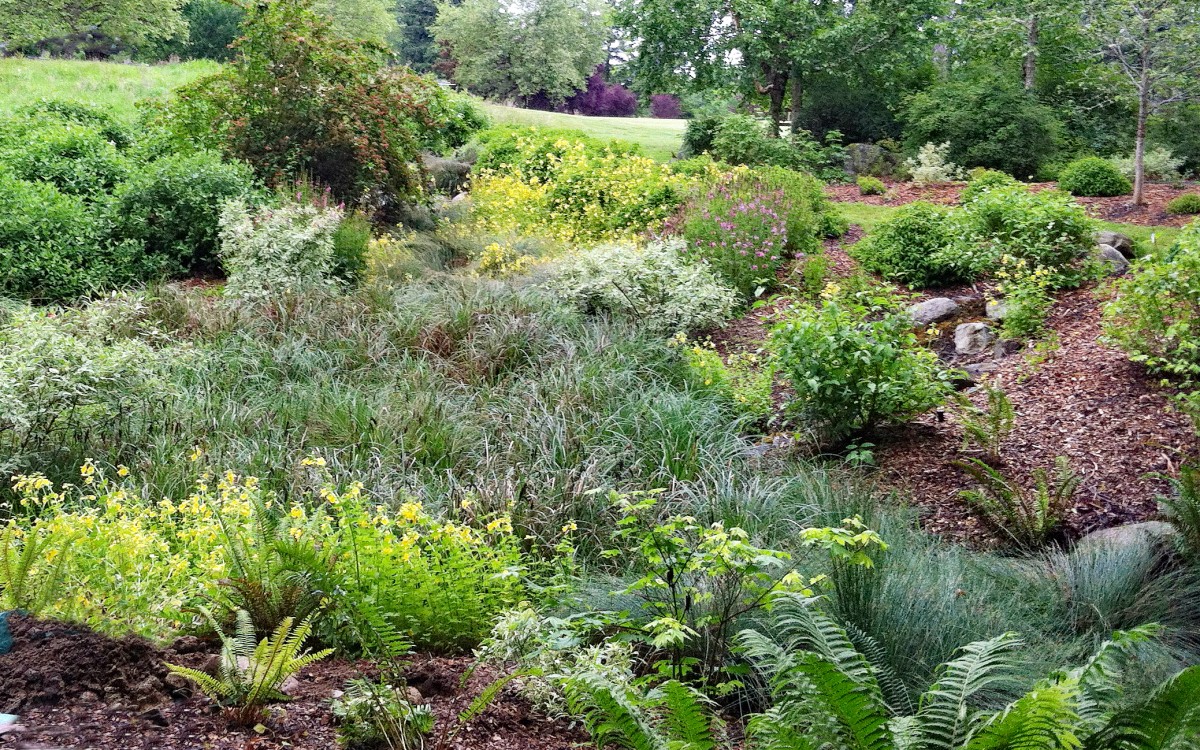 The textures and colors of the summer rain garden