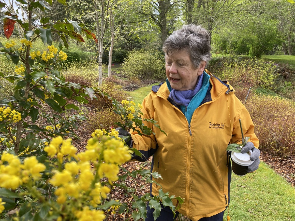 VP Mary Booth in garden discussing plant with large yellow blossoms.