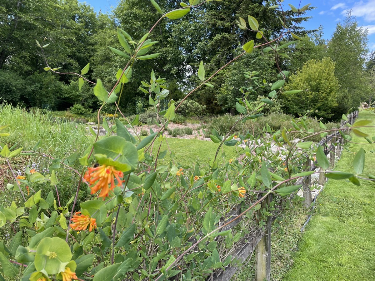Western trumpet honeysuckle blooms in June next to the garden fence