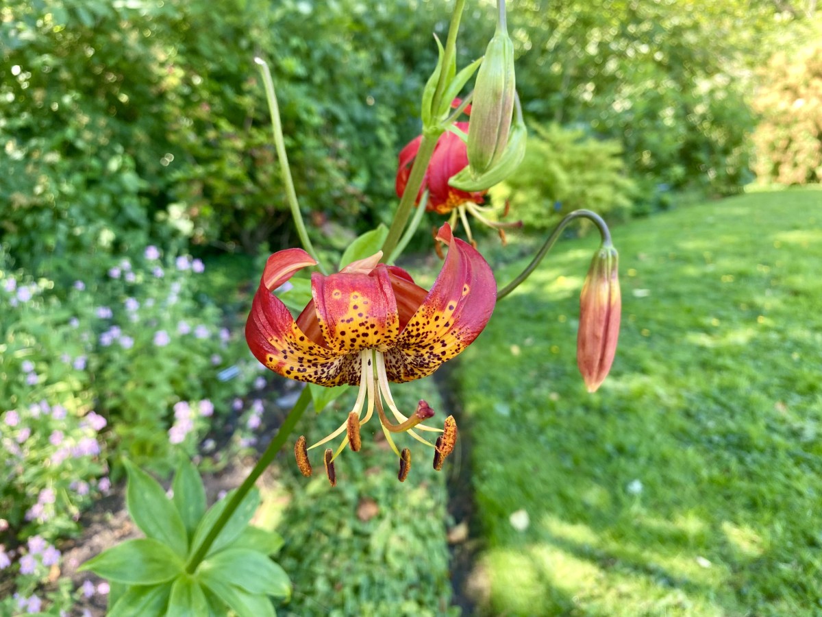 Leopard lily (Lilium pardalinum)