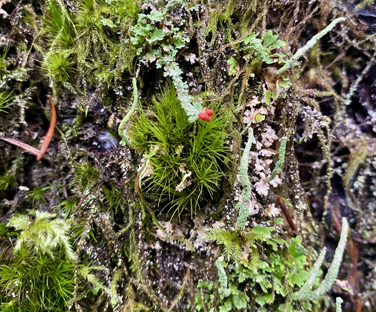 A world of mosses and lichens