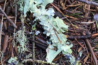 Ragbag lichen