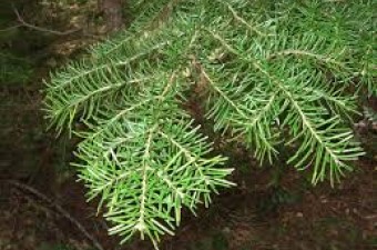 Mountain hemlock foliage