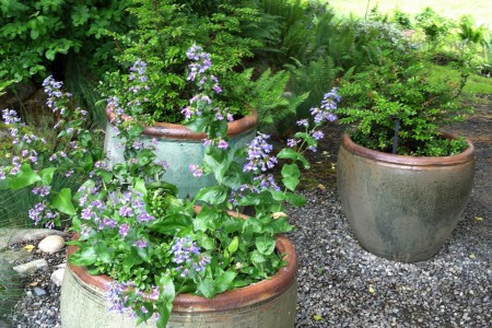 Large pots sitting on a gravel path with plants in summer bloom.