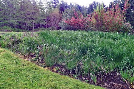 Buck Lake Native Plant Garden