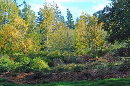 Fall color in the birch grove