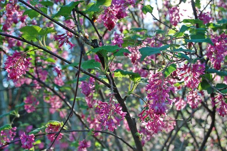 The spring blooms of <em>Ribes sanguineum</em>