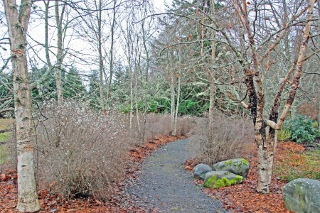 Winter walk through the birch grove