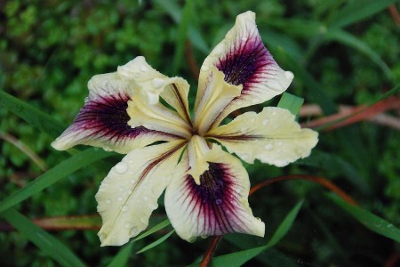 Pacific coast iris