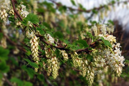 <em>Ribes sanguineum</em> 'White Icicle' (flowering currant)