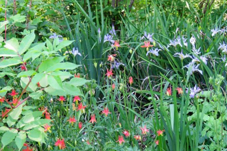 Summer blooms of columbine mingle with Douglas iris 