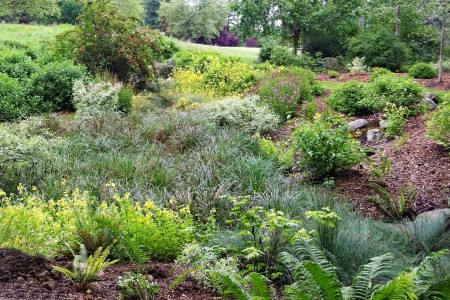 The textures and colors of the summer rain garden