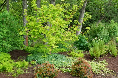 Vine maple at the south entrance to the Buck Lake Native Plant Garden