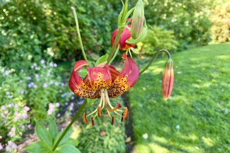 Leopard lily (Lilium pardalinum)