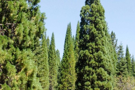 Incense cedar