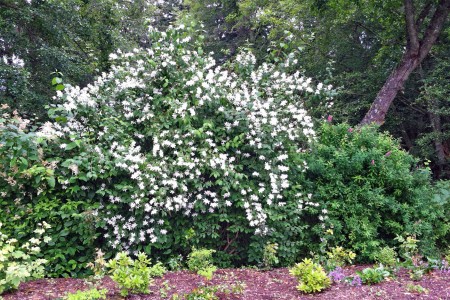 Shrubs at the back of a garden bed.