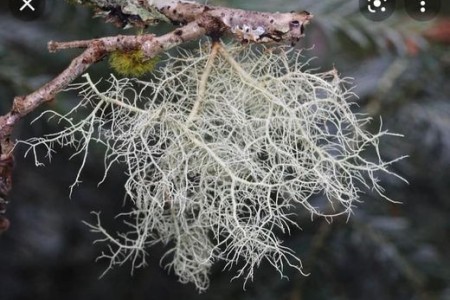 <em>Usnea</em>