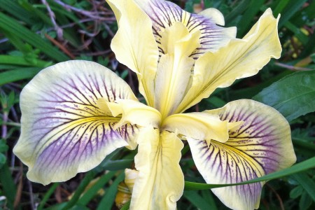 Pacific Coast Iris