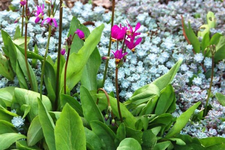 Flowers in a garden.