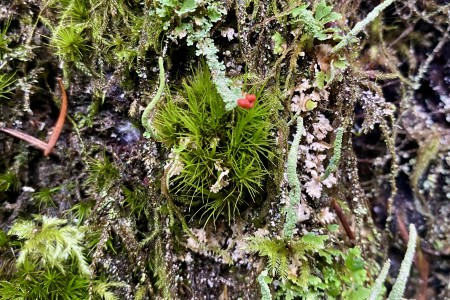 A world of mosses and lichens