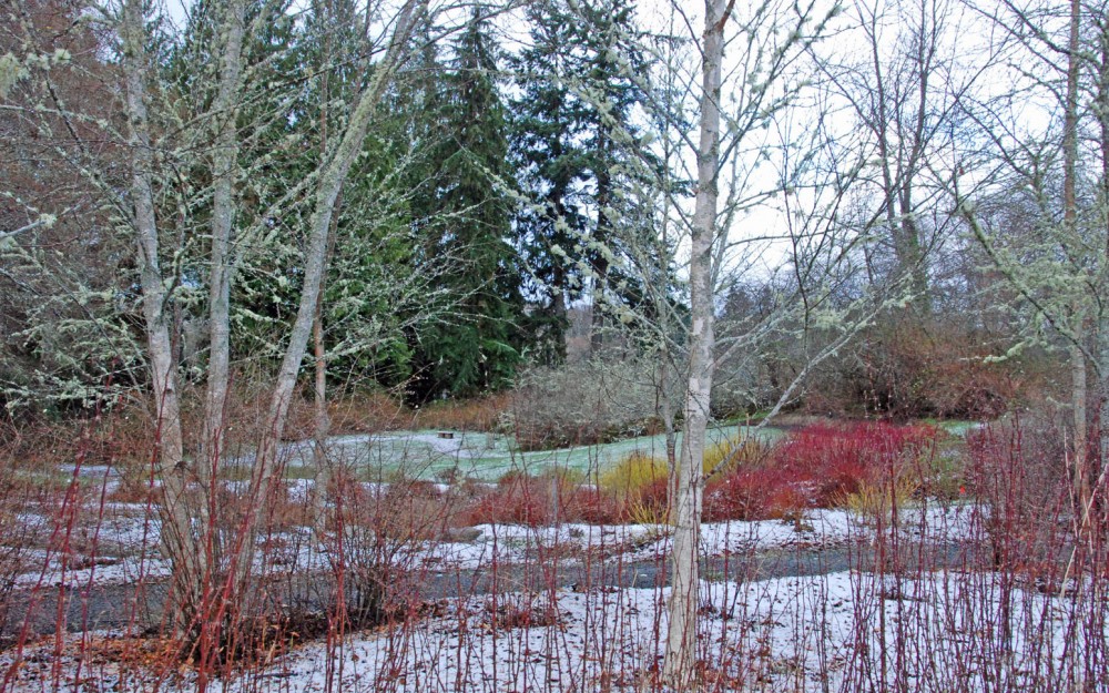 Birch trees in Buck Lake Native Plant Garden