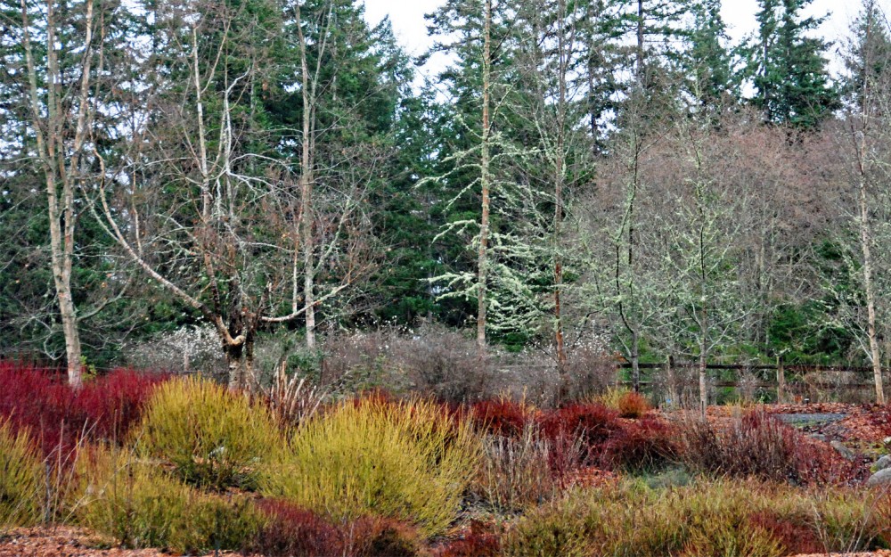 The colorful stems of dogwood in the winter