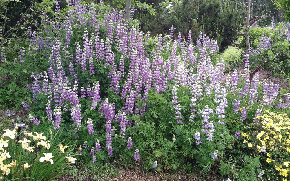 Lupines bloom for weeks in the garden