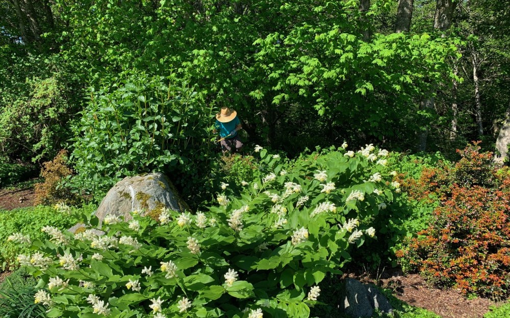 May at the south entrance: weeding around the false Solomon's seal