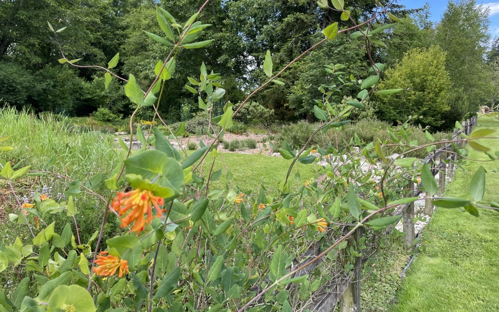 Western trumpet honeysuckle blooms in June next to the garden fence