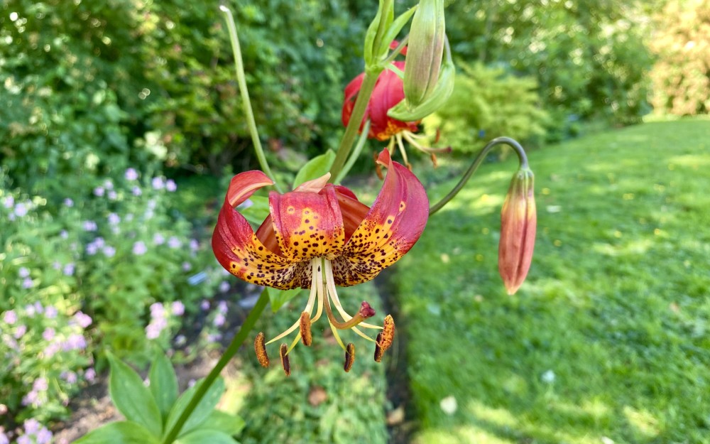 Leopard lily (Lilium pardalinum)