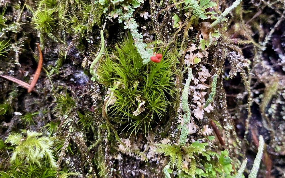 A world of mosses and lichens