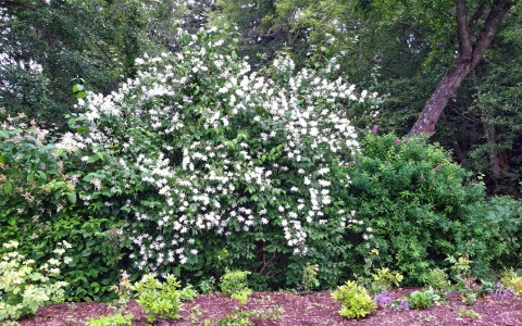 Hedgerow with mock orange in Buck Lake Native Plant Garden