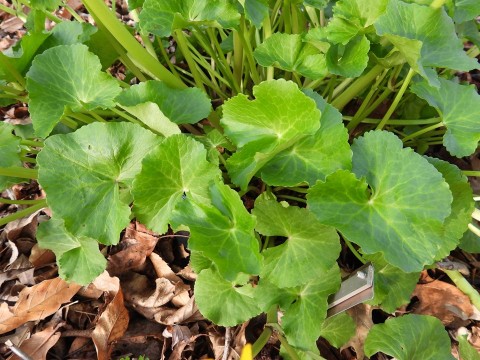 Marsh marigold (Caltha palustris)