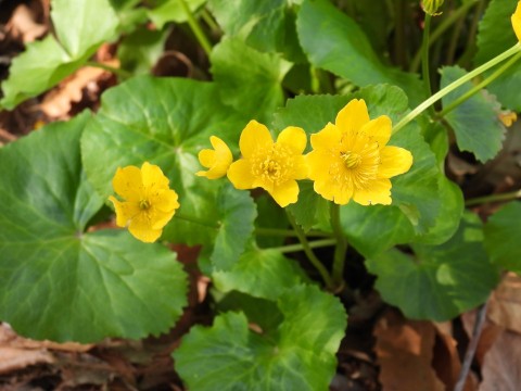 Marsh marigold (Caltha palustris)