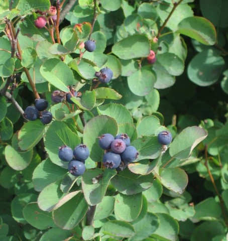 Amelanchier alnifolia  (serviceberry)