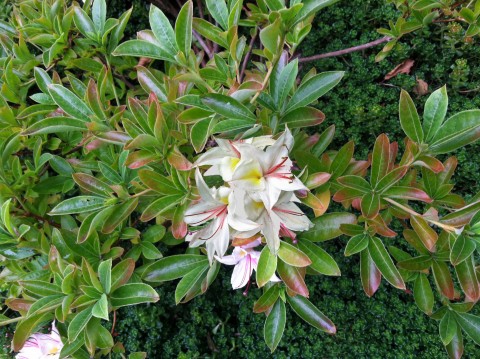 Rhododrendron occidentale   (Western azalea)