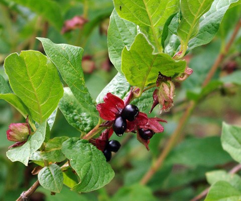 Lonicera involacrata (black twinberry)