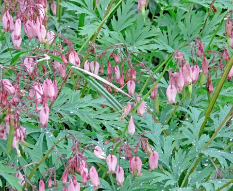 Dicentra formosa (Pacific bleeding heart)