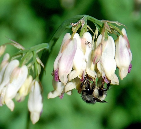 Dicentra formosa (Pacific bleeding heart)