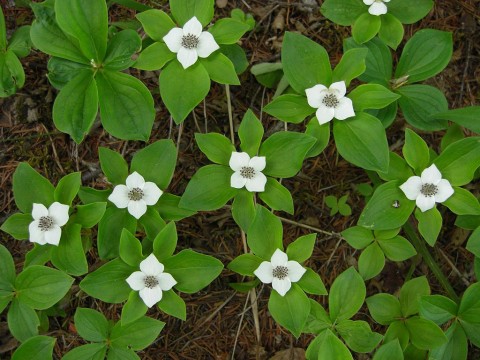 Cornus canadensis  (bunchberry)