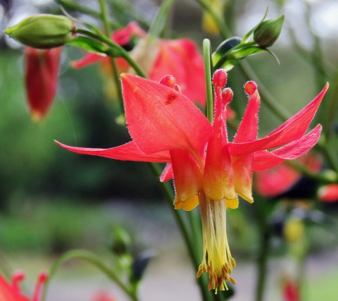 Aquilegia formosa (Western columbine)