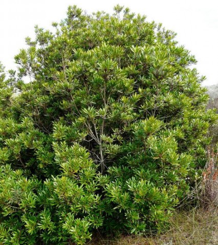 Myrica californica  (California wax myrtle or Pacific wax myrtle)