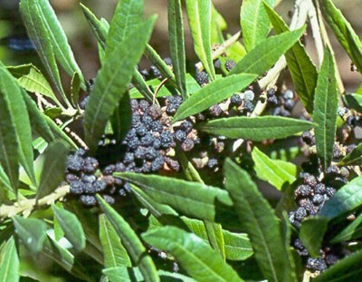 Myrica californica  (California wax myrtle or Pacific wax myrtle)