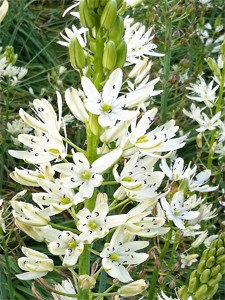 Camassia leichtlinii alba